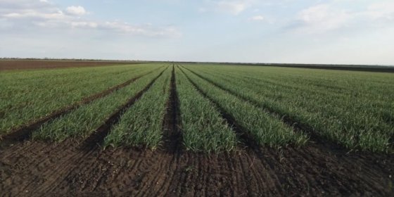 Automatic planter for onions and