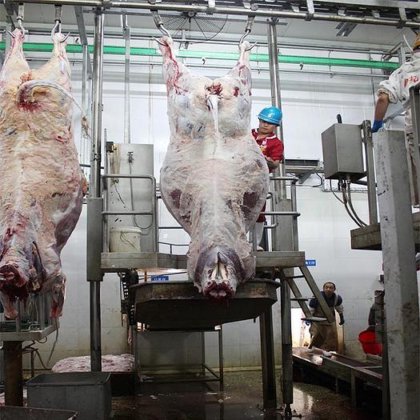 用于奶牛屠宰场的现代牛肉加工牛皮去除机