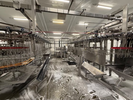 全自动 LINCO 去内脏生产线,用于家禽加工