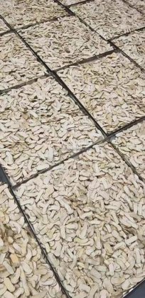 全自动商用冷冻干燥机肉类水果蔬菜海鲜蘑菇高品质热销