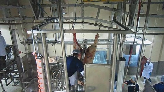 用于牛羊屠宰场的半胴体分割锯 设备 制造厂和农场用钢材