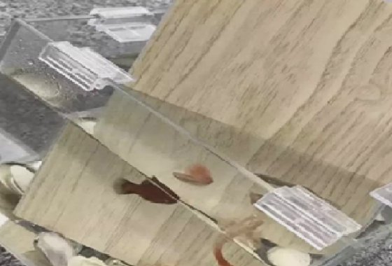 Machine d'extrusion de plancher composite