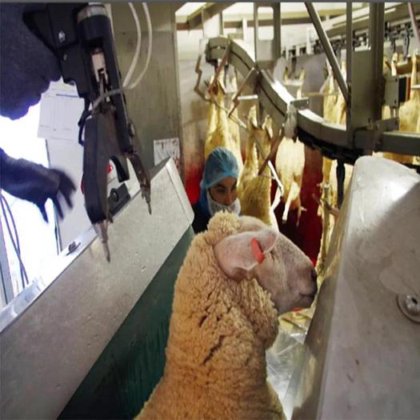 活羊/山羊约束刮板带式输送机 山羊和绵羊屠宰线屠宰设备