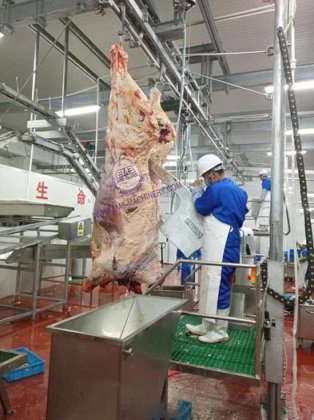 用于屠宰场屠宰车间的优质牛屠宰设备