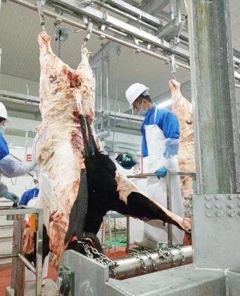 用于水牛屠宰场的清真牛屠宰场设备剥皮机