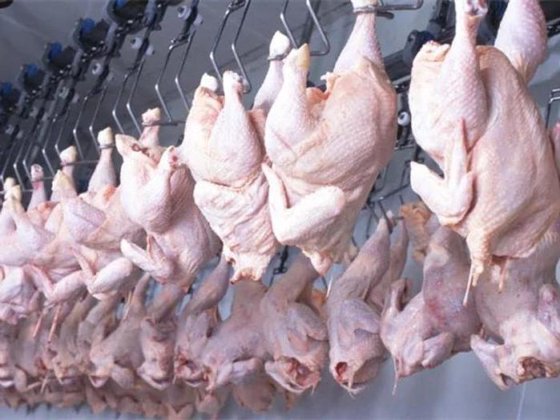 紧凑型小型家禽屠宰场建设 自动家禽放血输送轨道 - 不锈钢，高效率