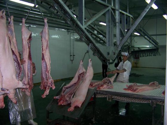 生猪屠宰场屠宰设备生猪放血斜坡提升机