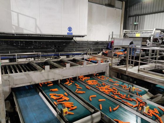 CARROT LINE AND GRADER SYSTEM