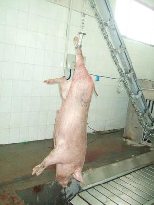 生猪屠宰场屠宰设备生猪放血斜坡提升机