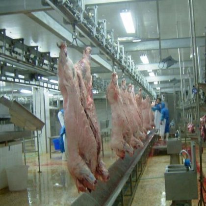 最畅销的屠宰猪机器 屠夫设备加工输送机