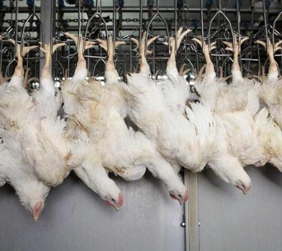 顶级质量旋转式家禽胴体剥离机 鸡肉加工厂屠宰场屠宰设备