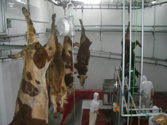 用于屠宰场设备牛/猪/羊/屠宰场机器的耐用牛胴体收集格栅