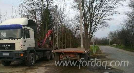 Longlog Truck Romania in Romania