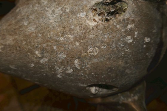 リバーシブル・プロペラ D=730 mm