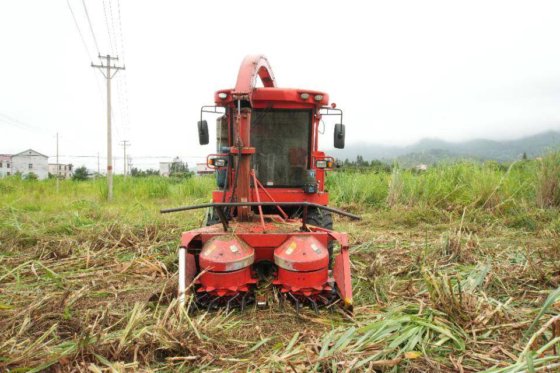 2024 顶呱呱牧童青贮饲料收获机