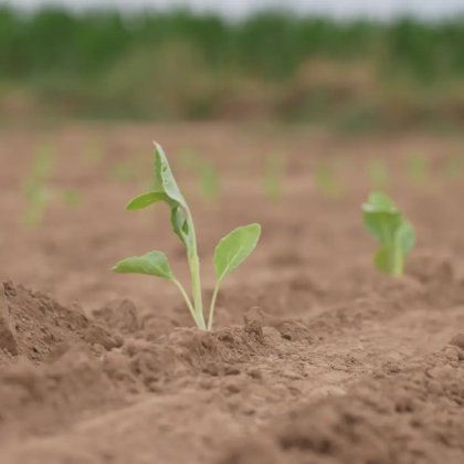 AYTOMATIC PLANTER 6 ROWS QUBIK