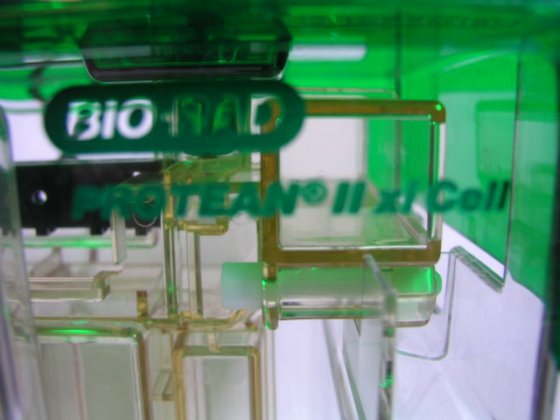 Bio-Rad PROTEAN II xi 细胞