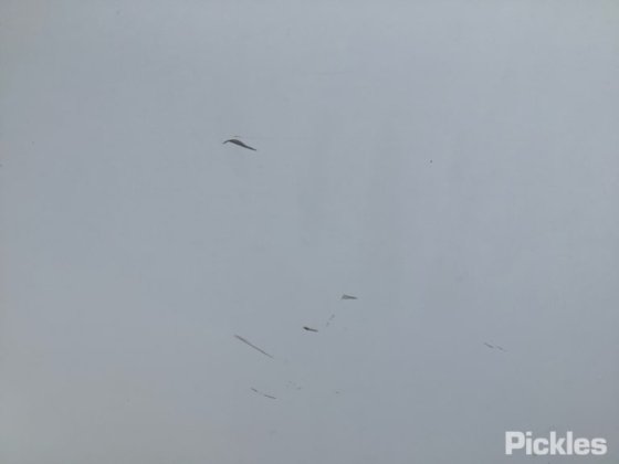 2020年イヴェコデイリー