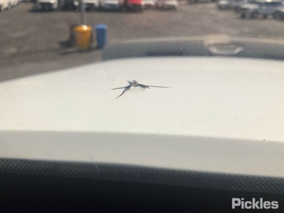 2016年式フレイトライナー FLX コロナド 114