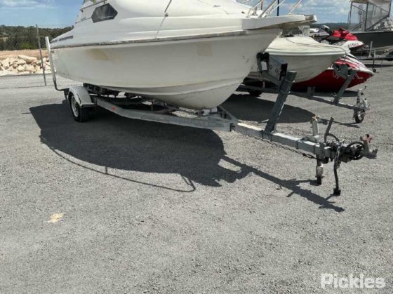 カリブ海のコンドル