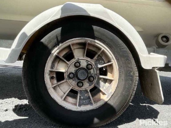 カリブ海のコンドル