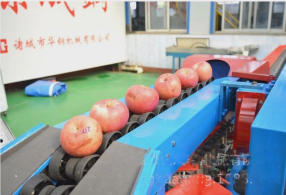 Vegetable Fruit Weight Sorter Machine,
