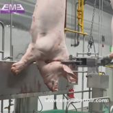 豚頭油圧剪断機 豚肉処理機器 食肉処理場設備