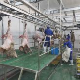 Turnkey Project Vertical Carcass Processing