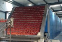 tomato paste plant