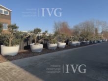 Olive tree (selection subject to