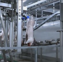 Automated Splitter Machine Pig Splitting